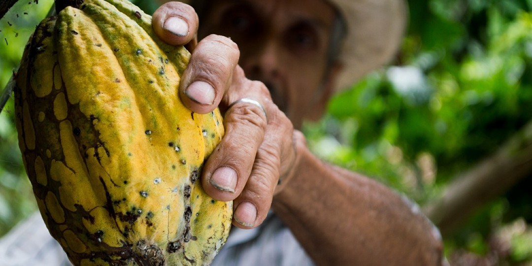 Cacao