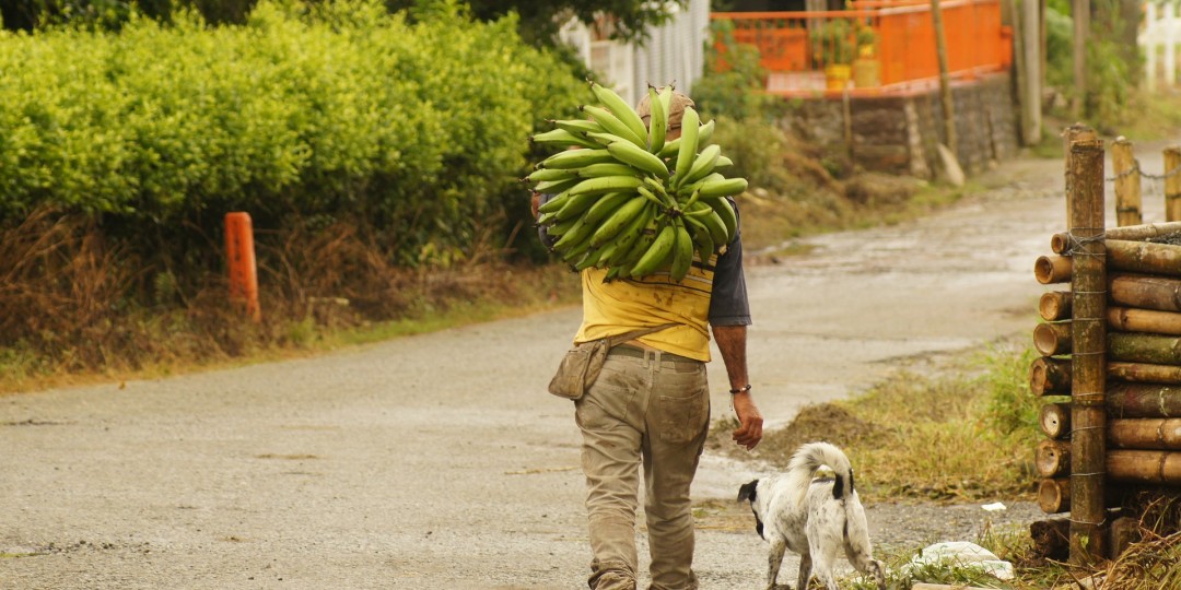 cultivador